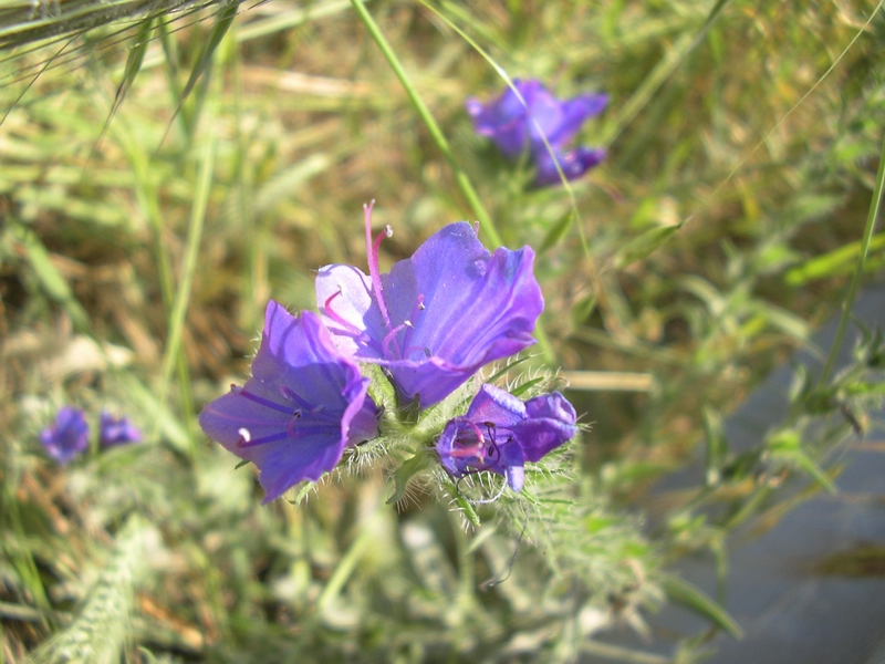 Echium plantagineum / Viperina piantaggine